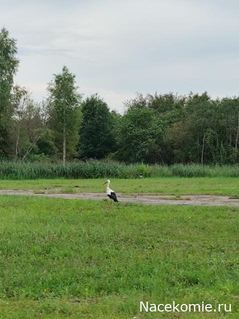 "Живой уголок"