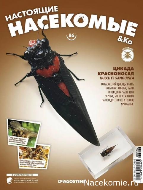 Цикада красноносая