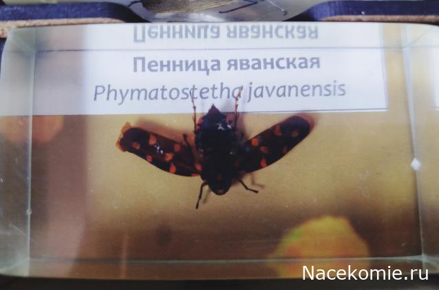 Коллекция zhuki