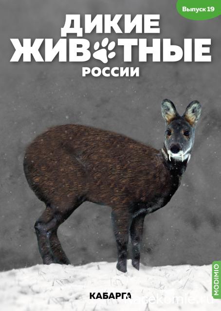 Дикие животные России (MODIMIO)