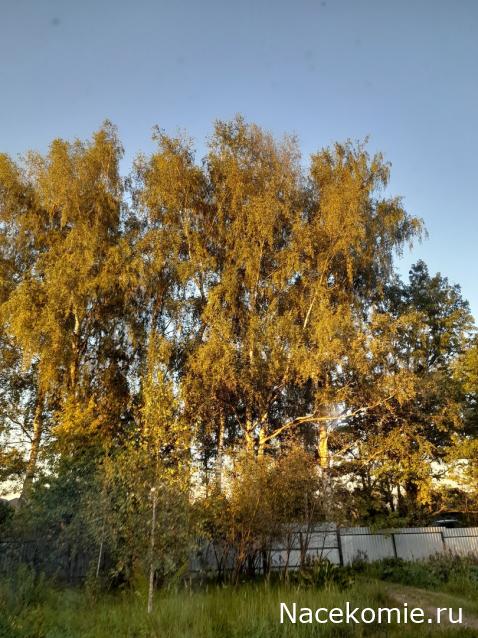 Margaritka