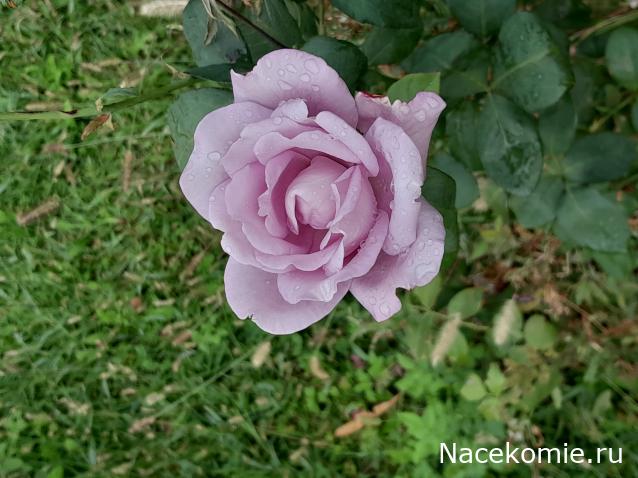 Liana65-Snegana - Мой будущий дом и его обитатели.