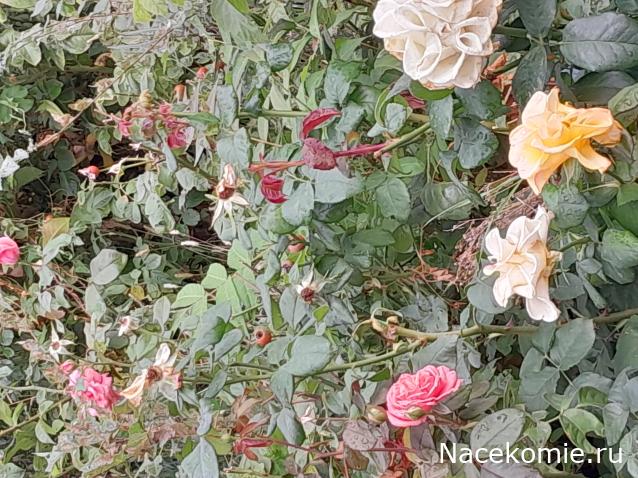 Liana65-Snegana - Мой будущий дом и его обитатели.