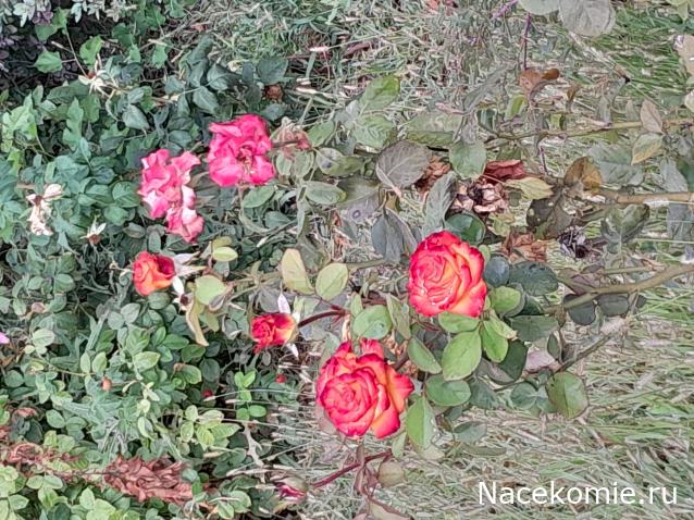 Liana65-Snegana - Мой будущий дом и его обитатели.