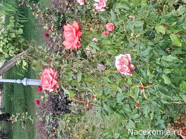 Liana65-Snegana - Мой будущий дом и его обитатели.