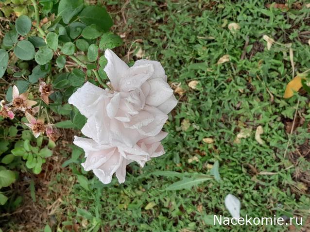 Liana65-Snegana - Мой будущий дом и его обитатели.