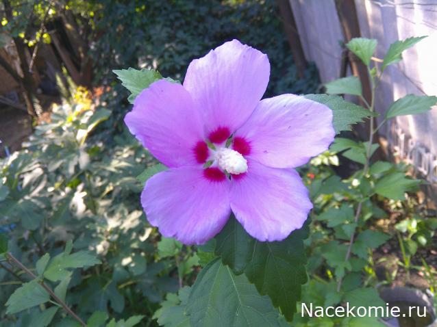 Праздник каждый день - поздравлялка Авторазделов