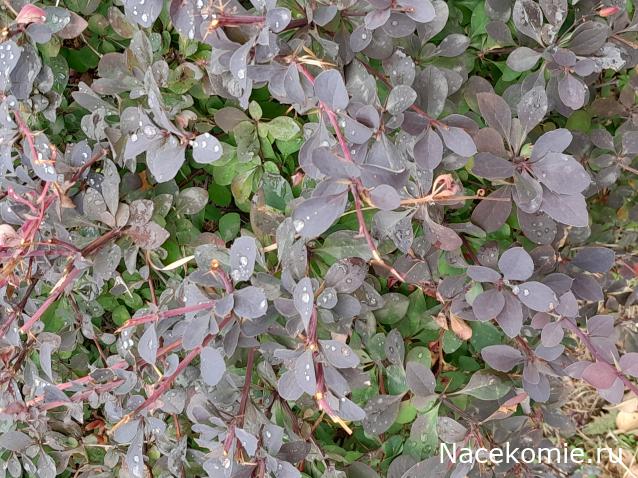 Liana65-Snegana - Мой будущий дом и его обитатели.