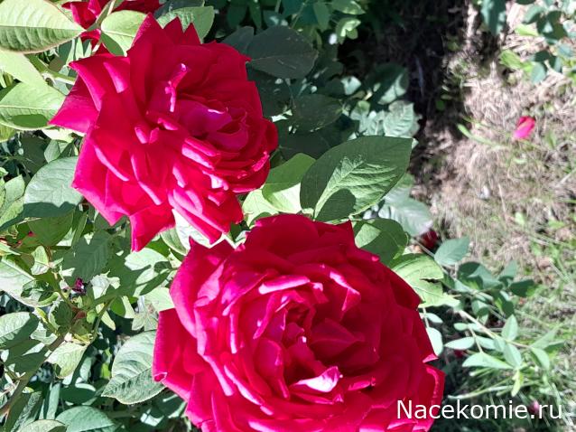 Радиорубка наших поездов: поздравления для всех тех, с кем нам по пути!