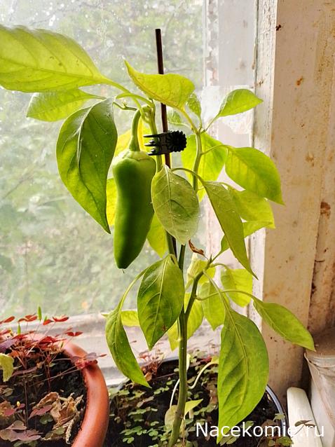 Кулинарный отдел