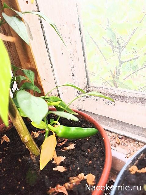 Кулинарный отдел