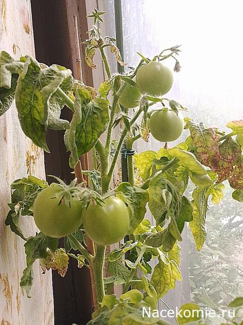 Кулинарный отдел