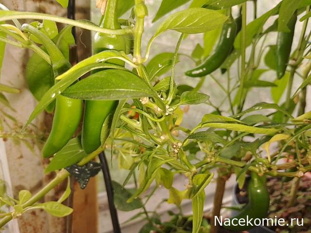 Кулинарный отдел