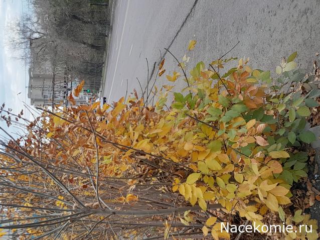 Liana65-Snegana - Мой будущий дом и его обитатели.