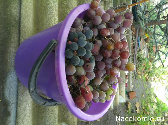 Eva1949 - Дом мечты-души моей воспоминания; 1Abrikoska - Мой гостеприимный дом