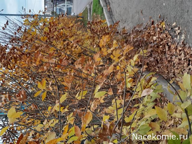 Liana65-Snegana - Мой будущий дом и его обитатели.