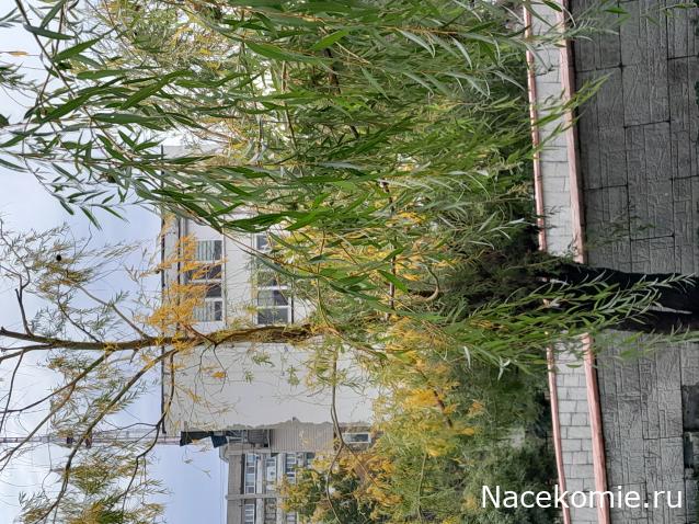 Liana65-Snegana - Мой будущий дом и его обитатели.