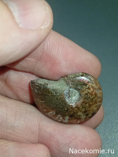 Компания кладоискателей. Болталка форума Минералов