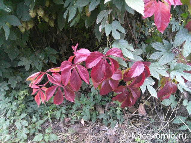 Eva1949 - Дом мечты-души моей воспоминания; 1Abrikoska - Мой гостеприимный дом