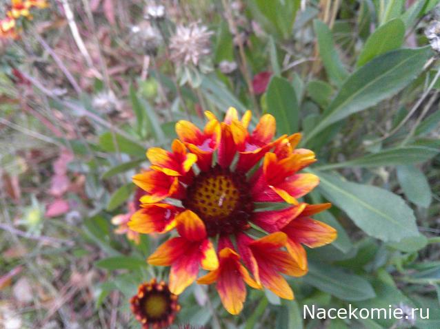 Eva1949 - Дом мечты-души моей воспоминания; 1Abrikoska - Мой гостеприимный дом