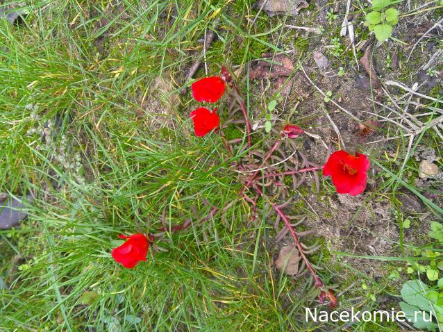 Eva1949 - Дом мечты-души моей воспоминания; 1Abrikoska - Мой гостеприимный дом