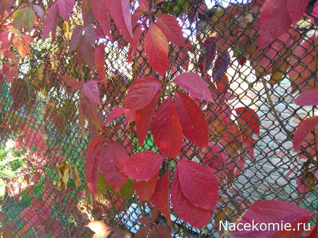 Eva1949 - Дом мечты-души моей воспоминания; 1Abrikoska - Мой гостеприимный дом