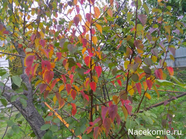 Eva1949 - Дом мечты-души моей воспоминания; 1Abrikoska - Мой гостеприимный дом