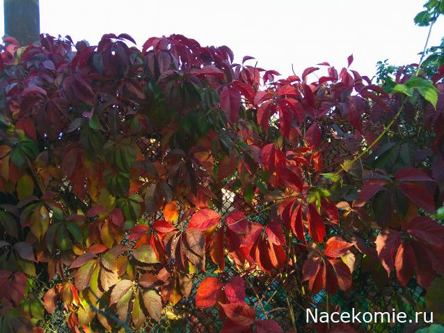 Eva1949 - Дом мечты-души моей воспоминания; 1Abrikoska - Мой гостеприимный дом