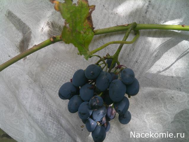 Eva1949 - Дом мечты-души моей воспоминания; 1Abrikoska - Мой гостеприимный дом