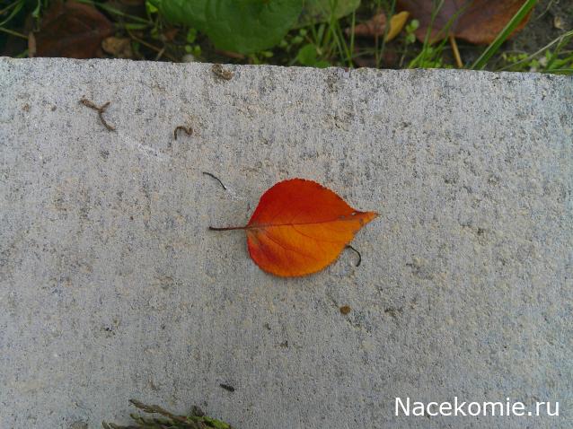 Eva1949 - Дом мечты-души моей воспоминания; 1Abrikoska - Мой гостеприимный дом