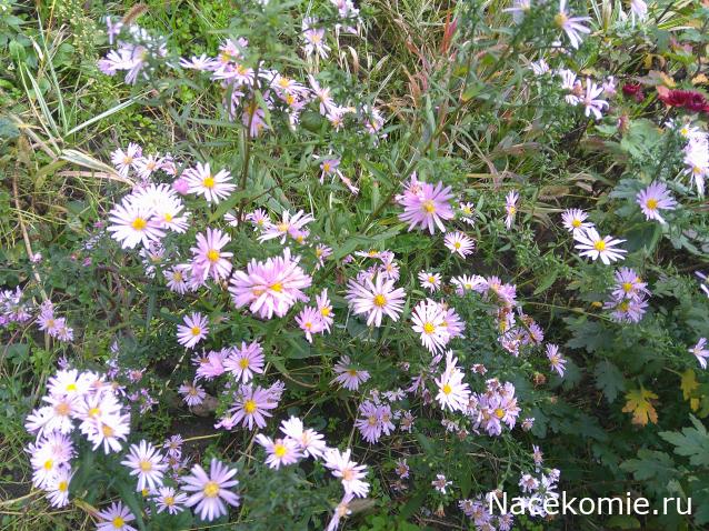 Eva1949 - Дом мечты-души моей воспоминания; 1Abrikoska - Мой гостеприимный дом