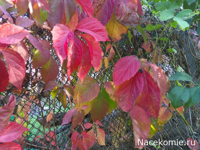 Eva1949 - Дом мечты-души моей воспоминания; 1Abrikoska - Мой гостеприимный дом