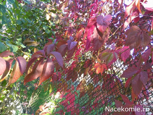 Eva1949 - Дом мечты-души моей воспоминания; 1Abrikoska - Мой гостеприимный дом