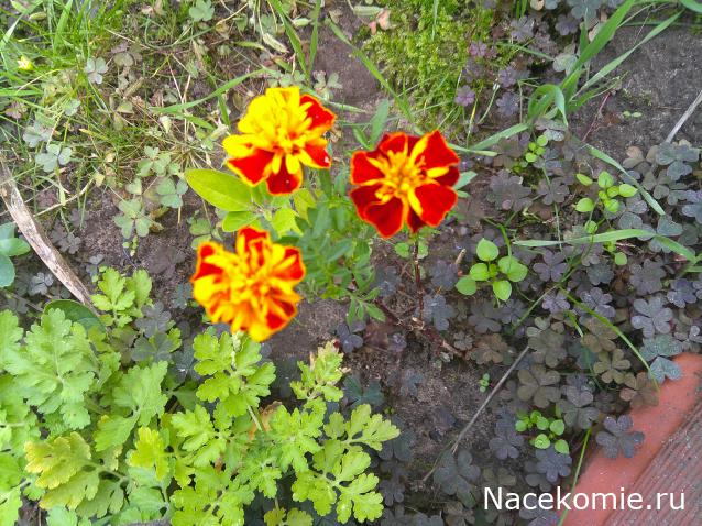 Eva1949 - Дом мечты-души моей воспоминания; 1Abrikoska - Мой гостеприимный дом