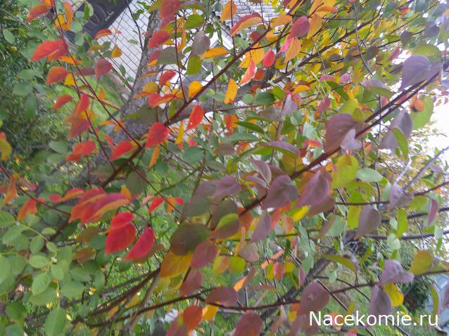 Eva1949 - Дом мечты-души моей воспоминания; 1Abrikoska - Мой гостеприимный дом