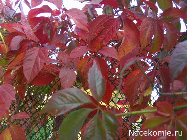 Eva1949 - Дом мечты-души моей воспоминания; 1Abrikoska - Мой гостеприимный дом