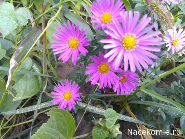 Eva1949 - Дом мечты-души моей воспоминания; 1Abrikoska - Мой гостеприимный дом