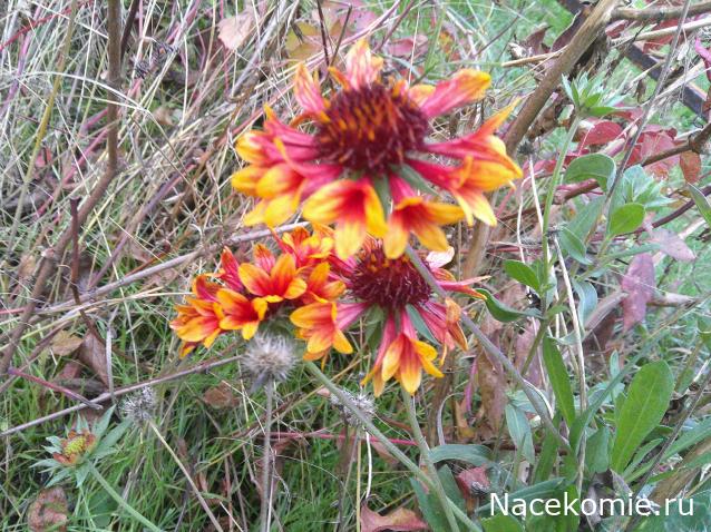 Eva1949 - Дом мечты-души моей воспоминания; 1Abrikoska - Мой гостеприимный дом