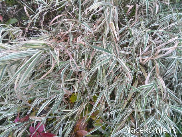 Eva1949 - Дом мечты-души моей воспоминания; 1Abrikoska - Мой гостеприимный дом