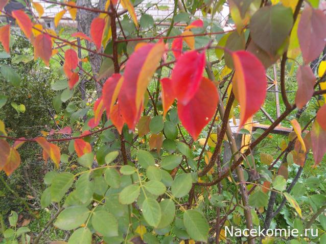 Eva1949 - Дом мечты-души моей воспоминания; 1Abrikoska - Мой гостеприимный дом