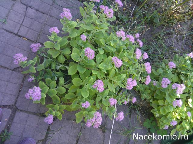 Eva1949 - Дом мечты-души моей воспоминания; 1Abrikoska - Мой гостеприимный дом