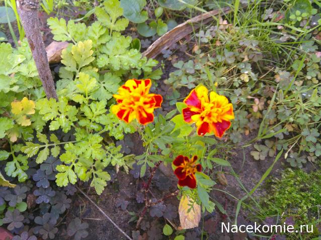 Eva1949 - Дом мечты-души моей воспоминания; 1Abrikoska - Мой гостеприимный дом