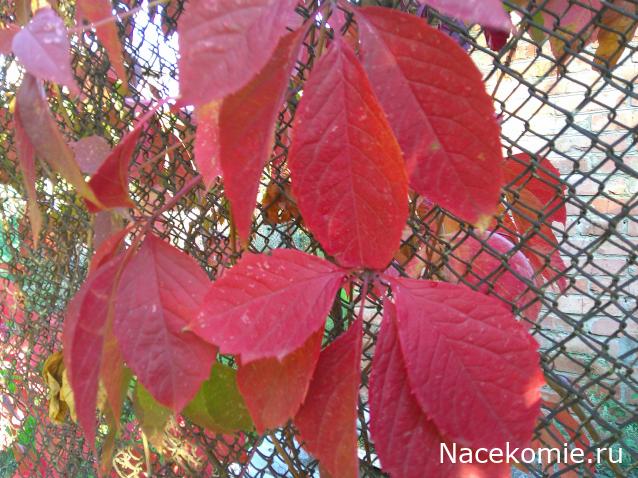 Eva1949 - Дом мечты-души моей воспоминания; 1Abrikoska - Мой гостеприимный дом