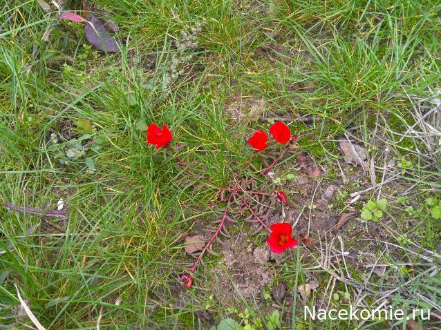 Eva1949 - Дом мечты-души моей воспоминания; 1Abrikoska - Мой гостеприимный дом