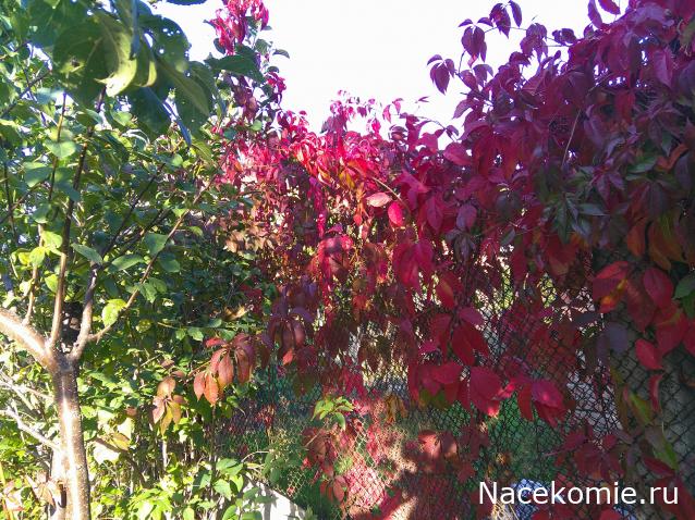 Eva1949 - Дом мечты-души моей воспоминания; 1Abrikoska - Мой гостеприимный дом