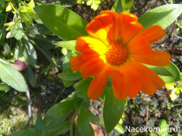 Eva1949 - Дом мечты-души моей воспоминания; 1Abrikoska - Мой гостеприимный дом