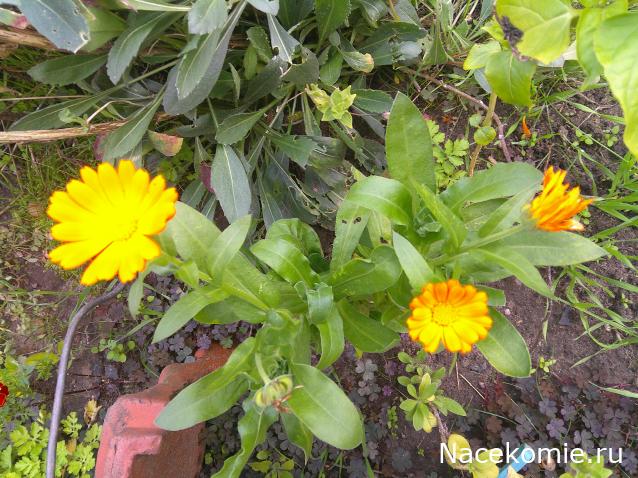 Eva1949 - Дом мечты-души моей воспоминания; 1Abrikoska - Мой гостеприимный дом