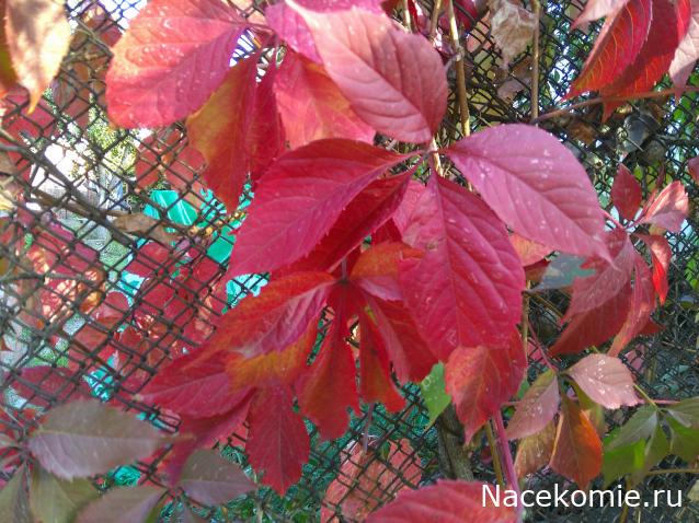 Eva1949 - Дом мечты-души моей воспоминания; 1Abrikoska - Мой гостеприимный дом