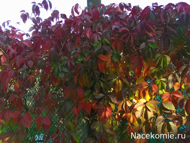 Eva1949 - Дом мечты-души моей воспоминания; 1Abrikoska - Мой гостеприимный дом