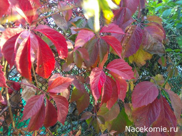 Eva1949 - Дом мечты-души моей воспоминания; 1Abrikoska - Мой гостеприимный дом